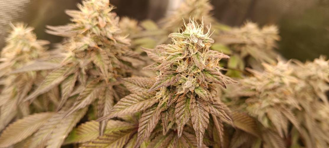 Tyring arround.. Week 14