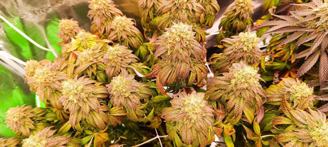 Tyring arround.. Week 14