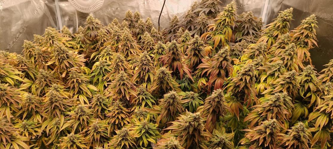 Tyring arround.. Week 14