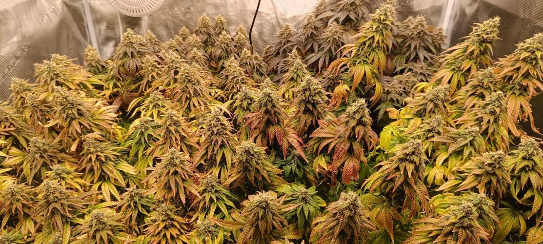 Tyring arround.. Week 14