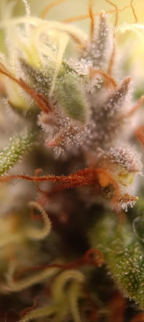 Tyring arround.. Week 14