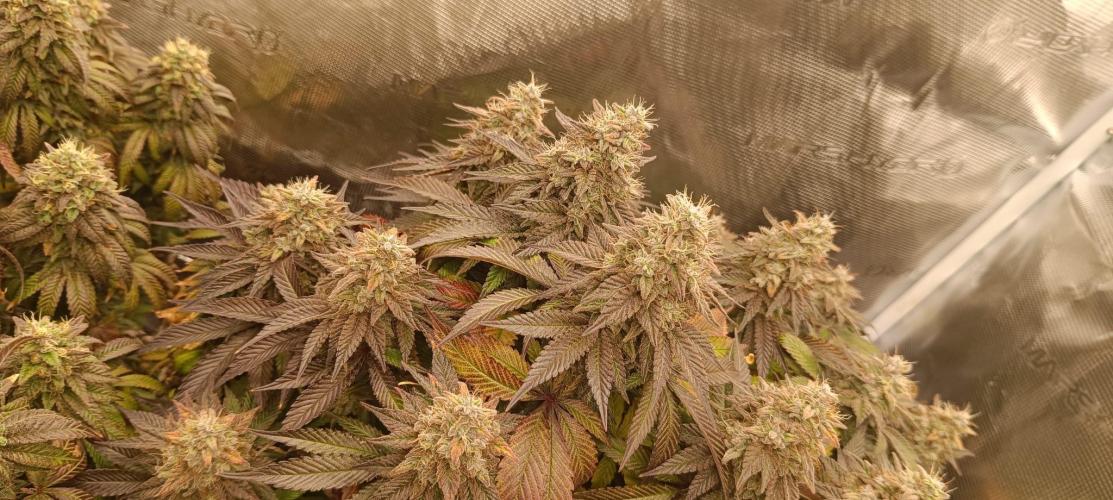 Tyring arround.. Week 15