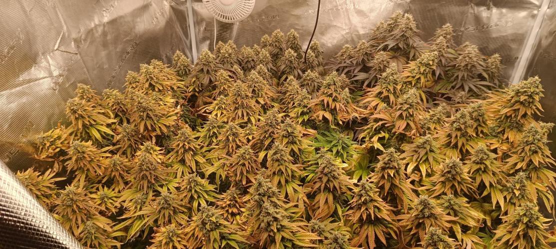 Tyring arround.. Week 15