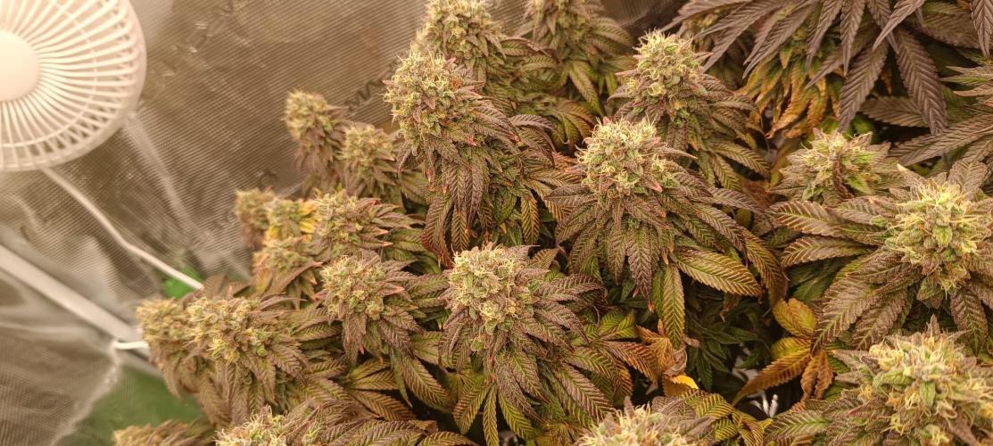 Tyring arround.. Week 15