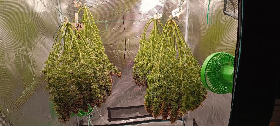 Tyring arround.. Week 16