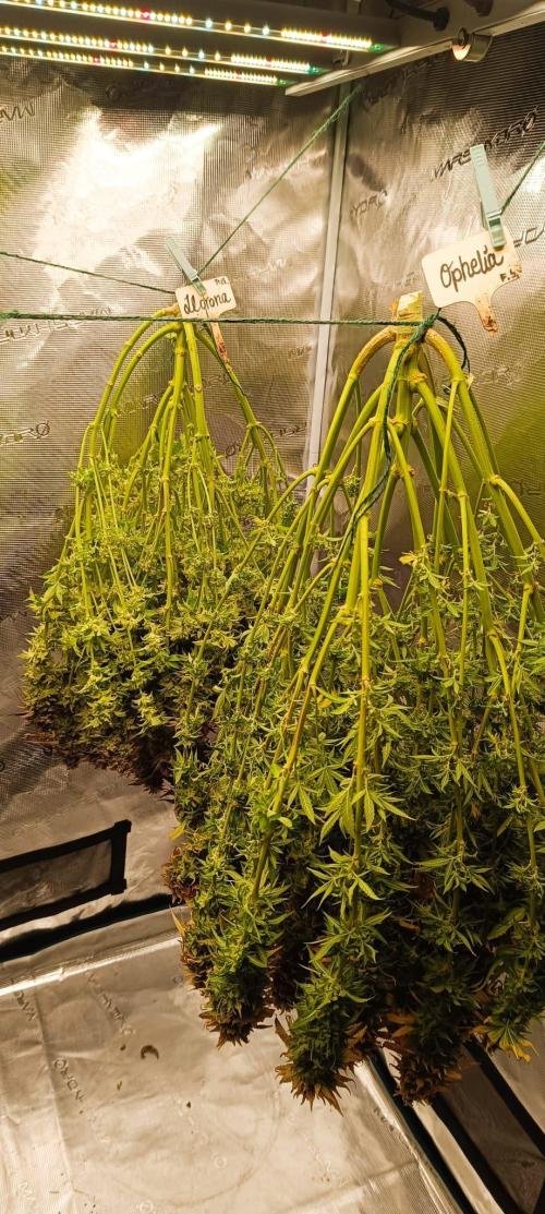 Tyring arround.. Week 16