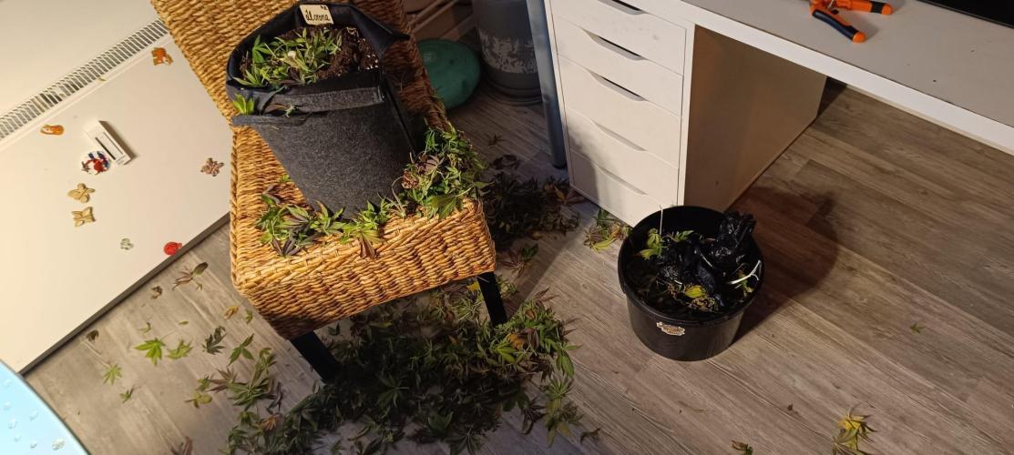 Tyring arround.. Week 16