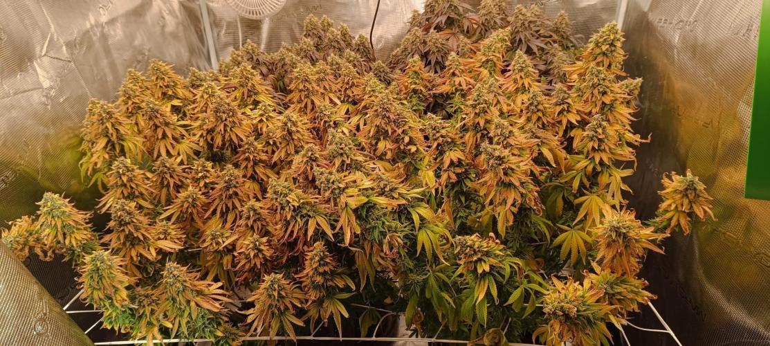 Tyring arround.. Week 16