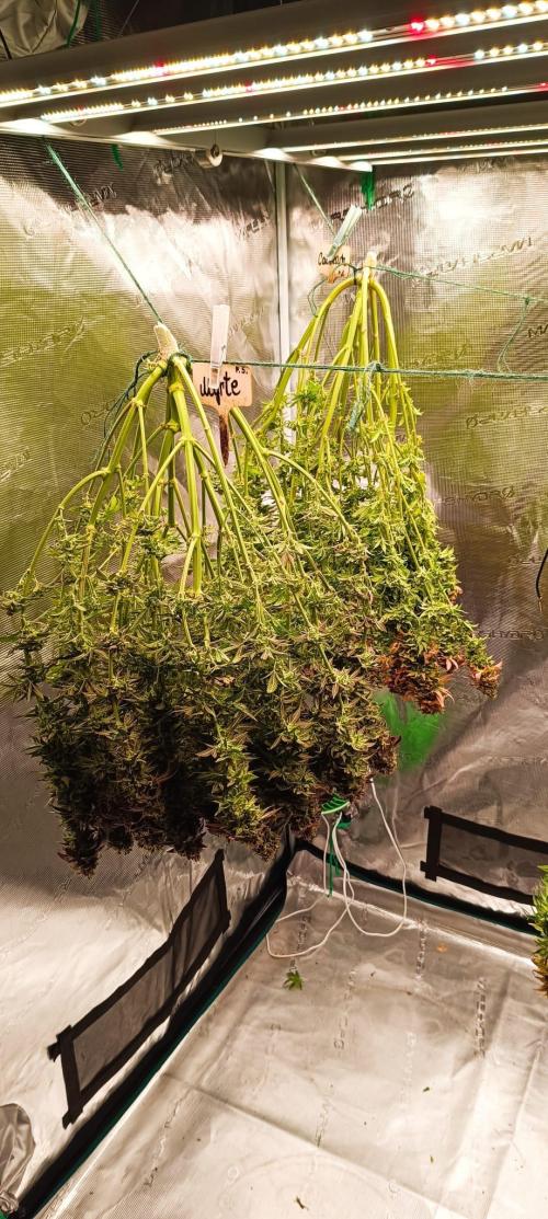 Tyring arround.. Week 16