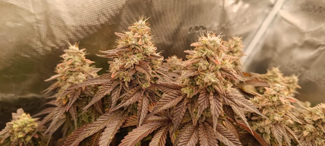 Tyring arround.. Week 16