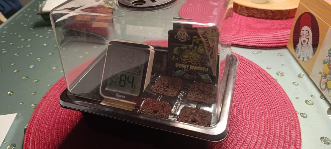 The Ladies’ First Cup. Week 0