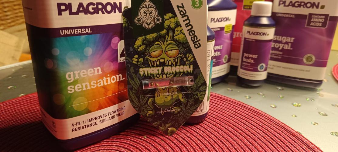 The Ladies’ First Cup. Week 0