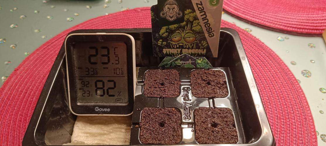 The Ladies’ First Cup. Week 0