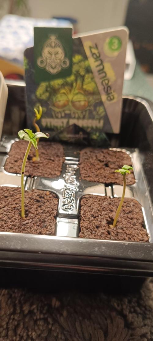 The Ladies’ First Cup. Week 1