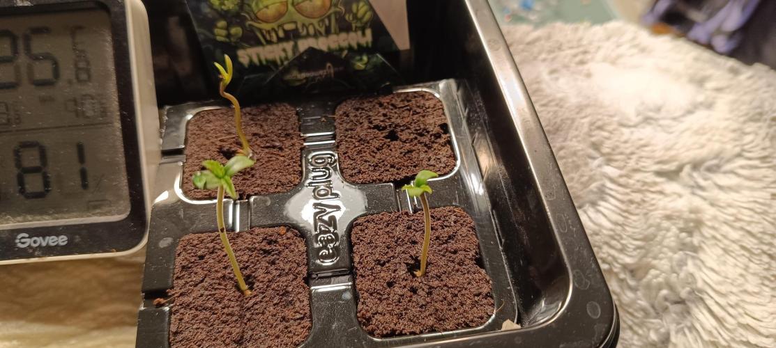 The Ladies’ First Cup. Week 1