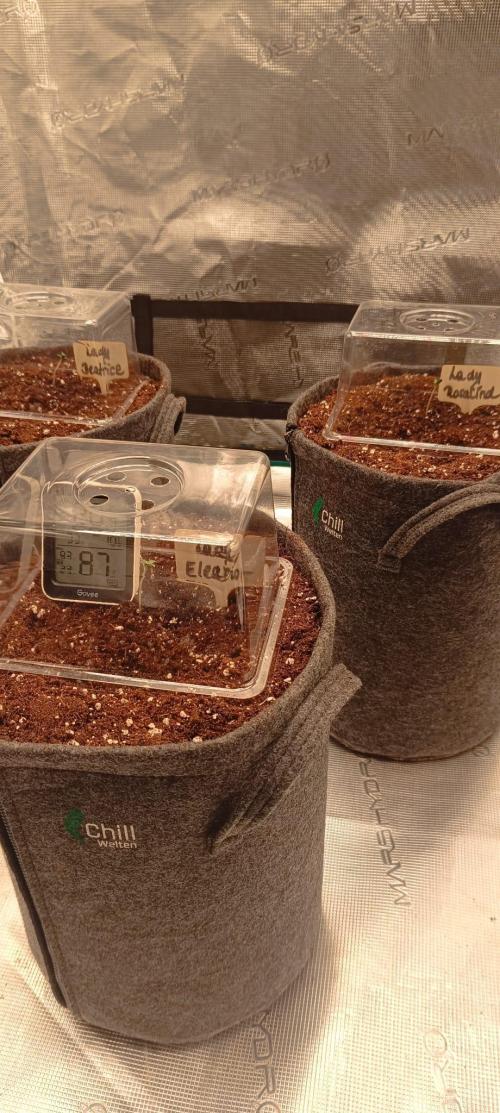 The Ladies’ First Cup. Week 1