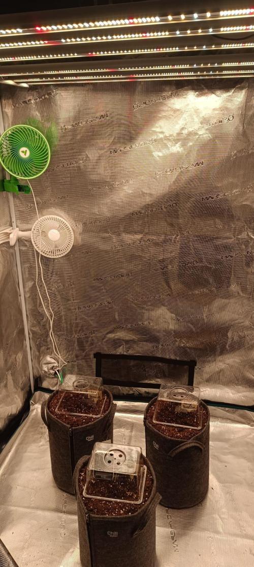 The Ladies’ First Cup. Week 1