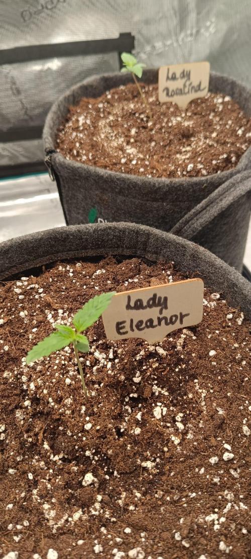 The Ladies’ First Cup. Week 2