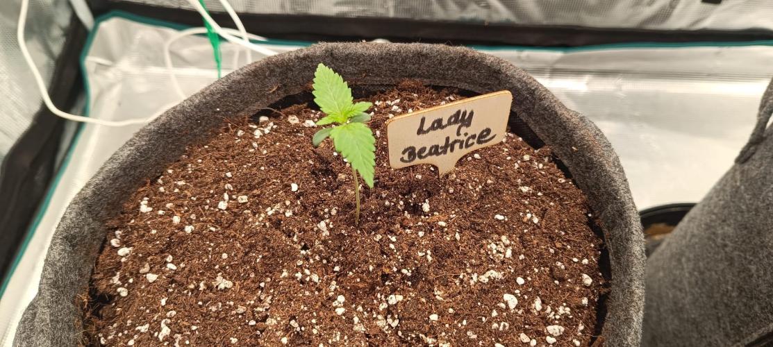 The Ladies’ First Cup. Week 2