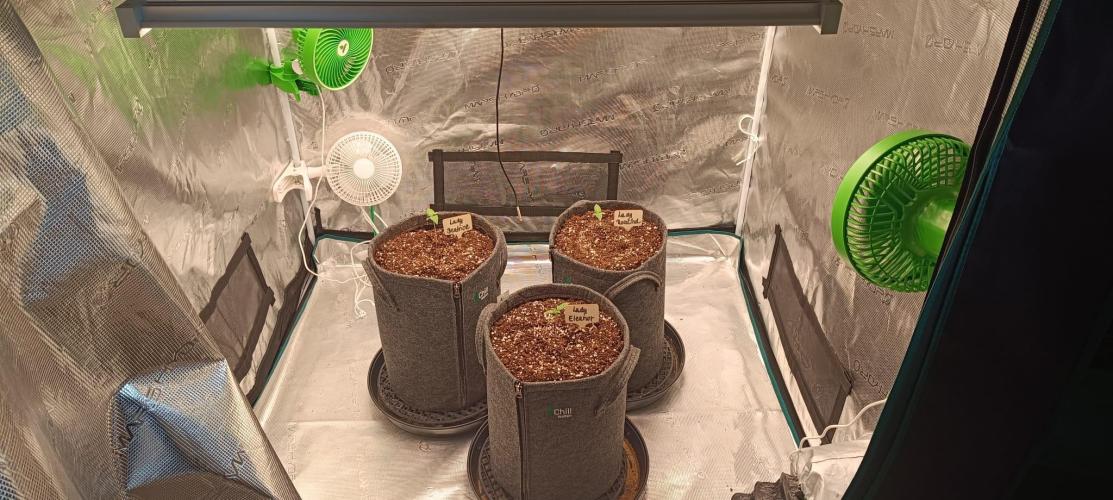 The Ladies’ First Cup. Week 2