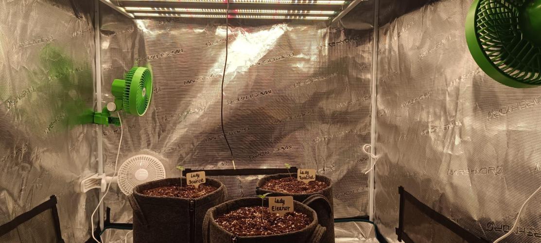 The Ladies’ First Cup. Week 2