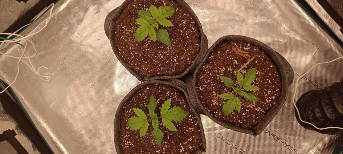 The Ladies’ First Cup. Week 3