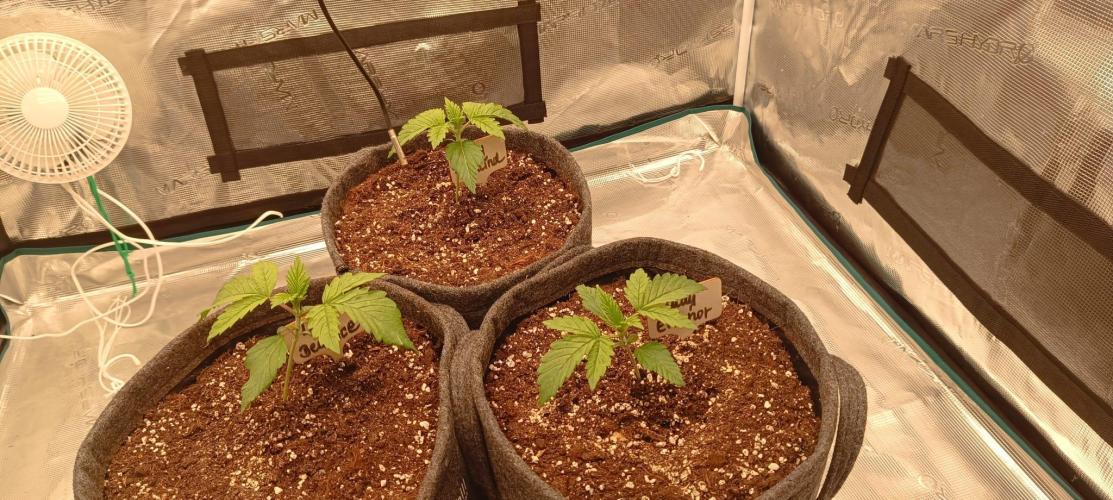 The Ladies’ First Cup. Week 3