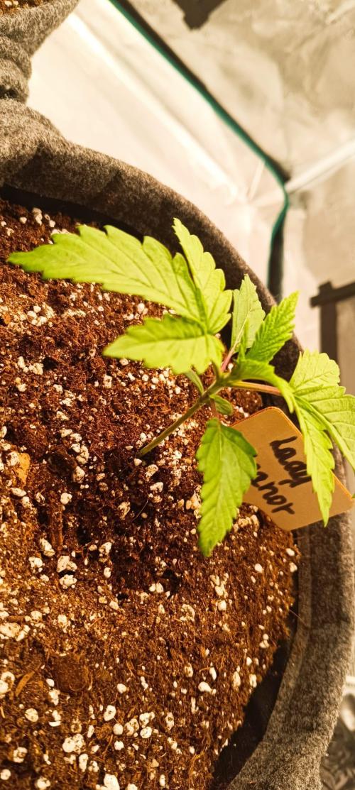 The Ladies’ First Cup. Week 3