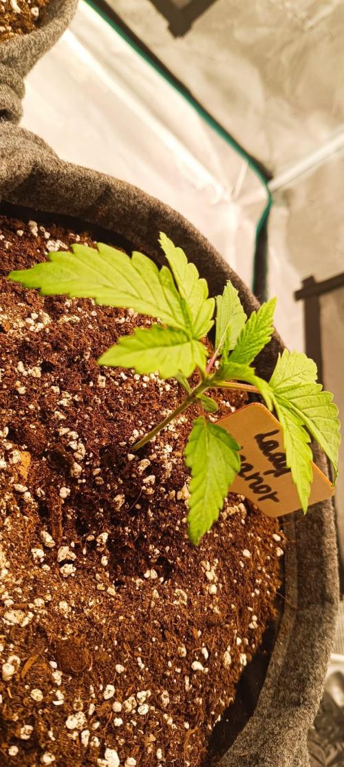 The Ladies’ First Cup. Week 3