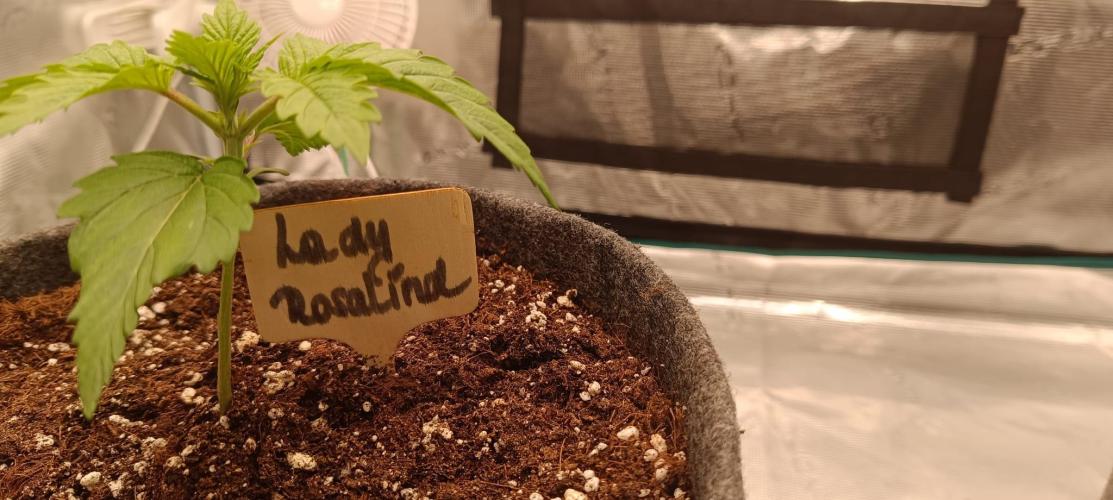 The Ladies’ First Cup. Week 3