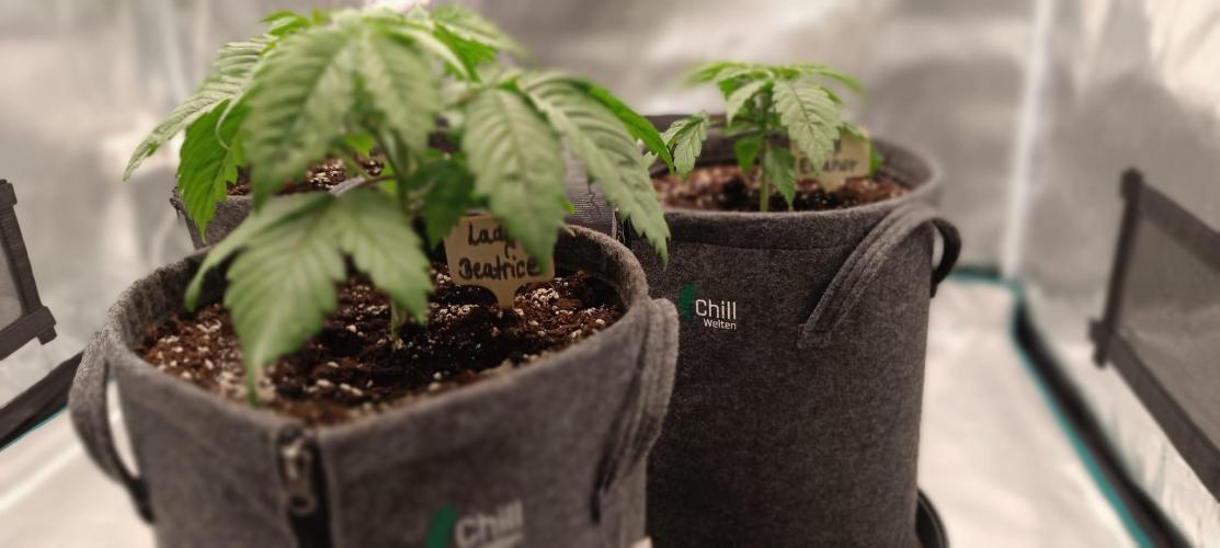 The Ladies’ First Cup. Week 4