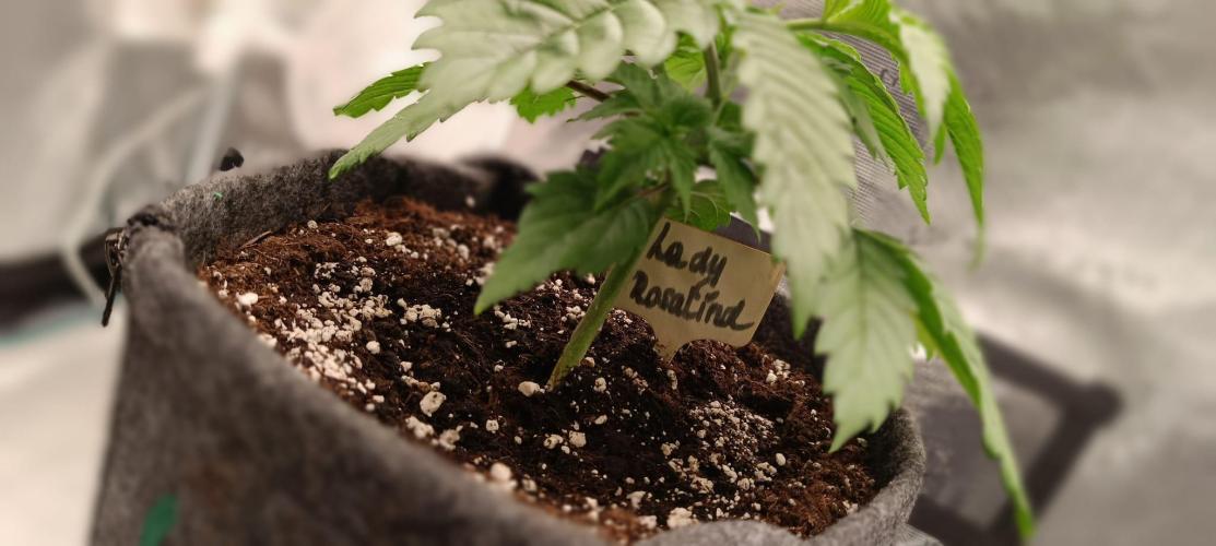 The Ladies’ First Cup. Week 4