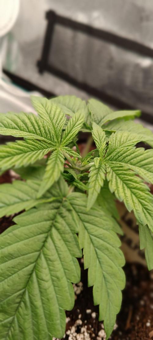 The Ladies’ First Cup. Week 4