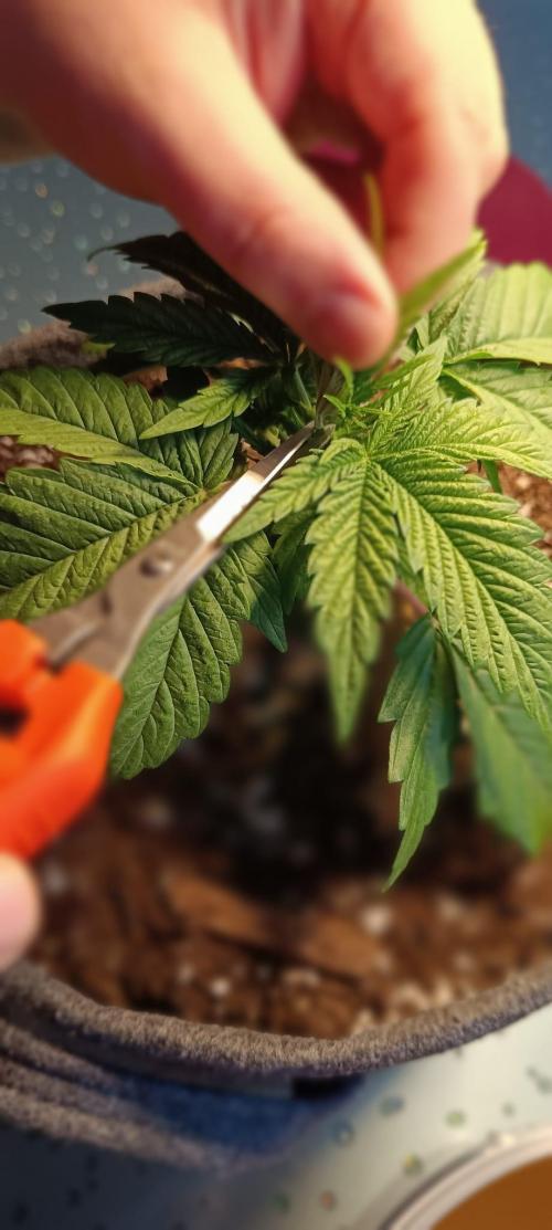 The Ladies’ First Cup. Week 4