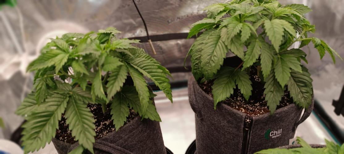 The Ladies’ First Cup. Week 5