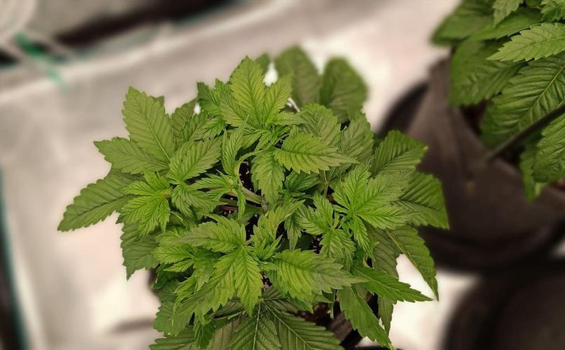 The Ladies’ First Cup. Week 5