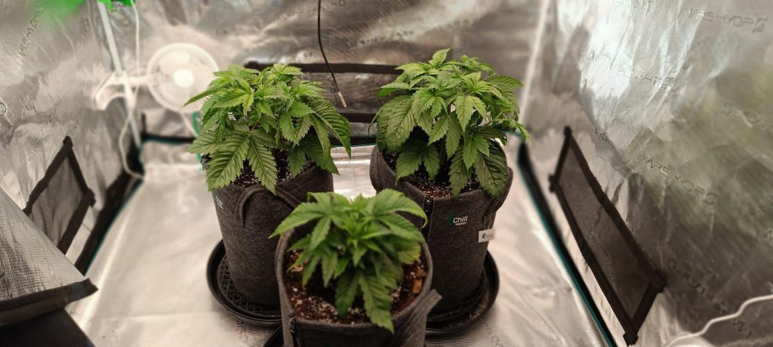 The Ladies’ First Cup. Week 5