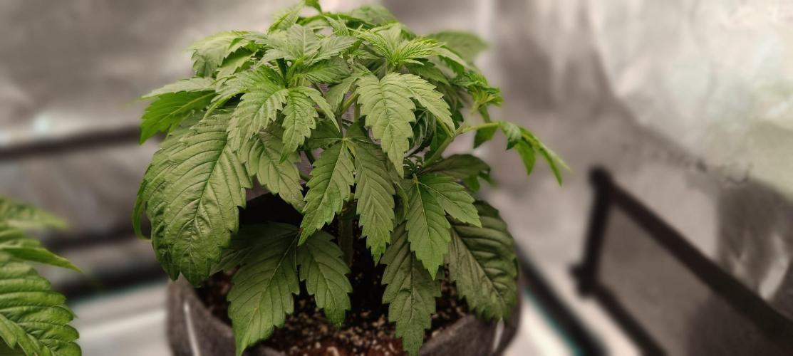 The Ladies’ First Cup. Week 5