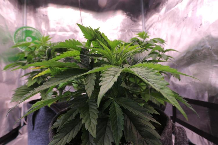 The Ladies’ First Cup. Week 6