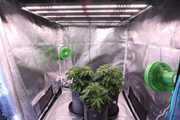 The Ladies’ First Cup. Week 6