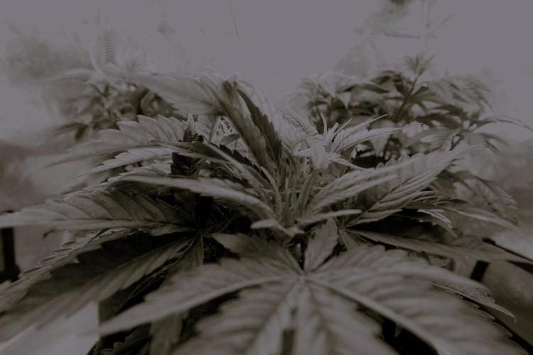 The Ladies’ First Cup. Week 6