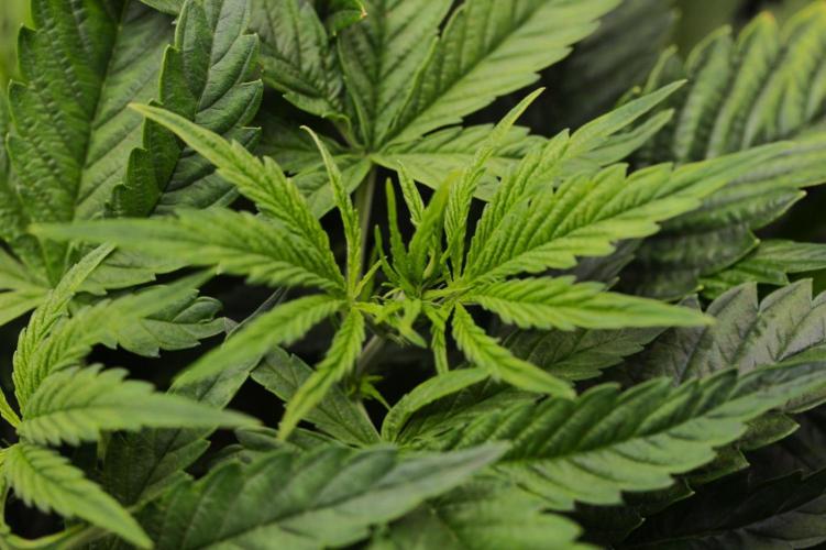 The Ladies’ First Cup. Week 6