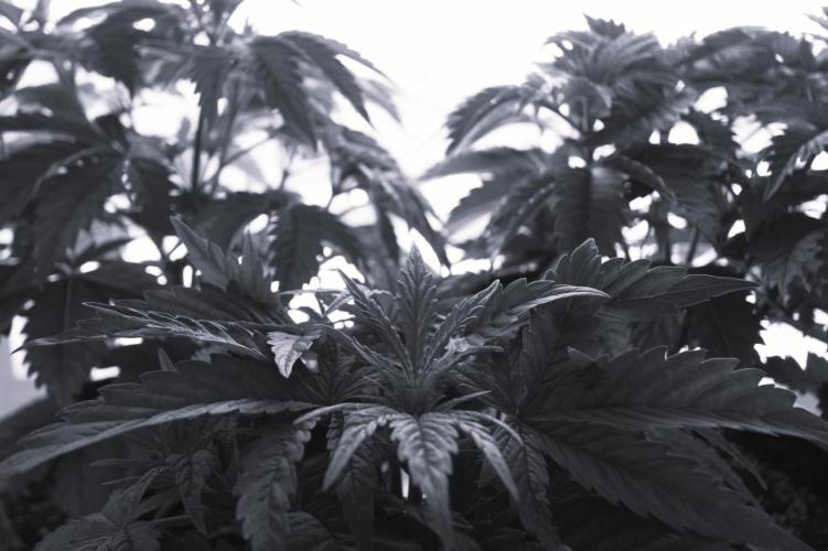 The Ladies’ First Cup. Week 6