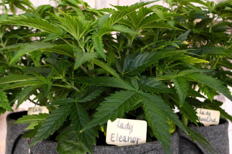 The Ladies’ First Cup. Week 7