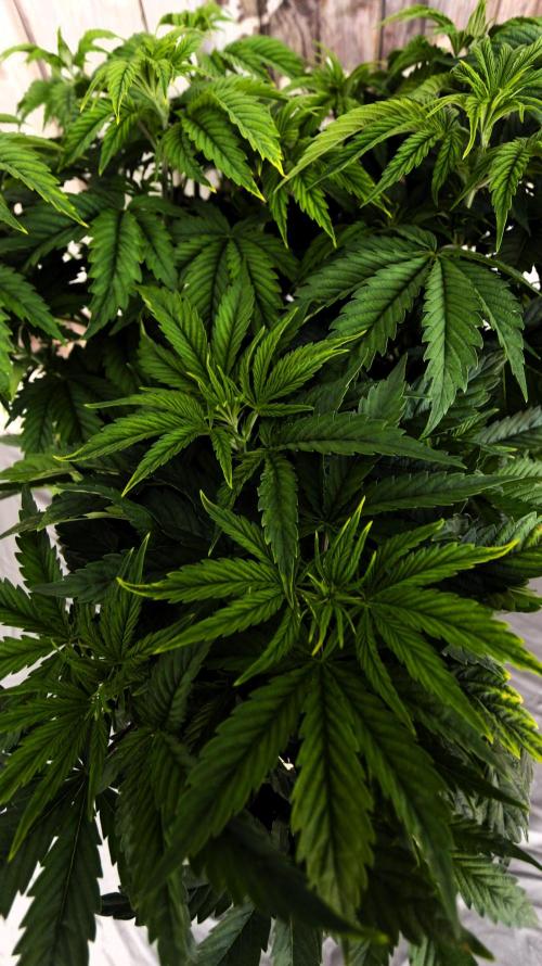 The Ladies’ First Cup. Week 7