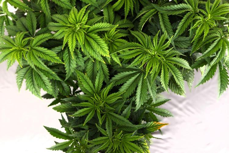 The Ladies’ First Cup. Week 7