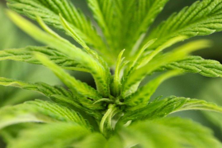 The Ladies’ First Cup. Week 7