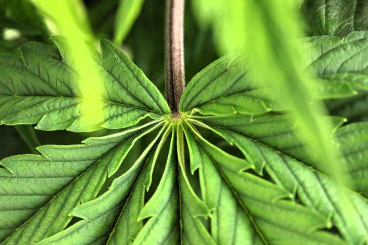 The Ladies’ First Cup. Week 7