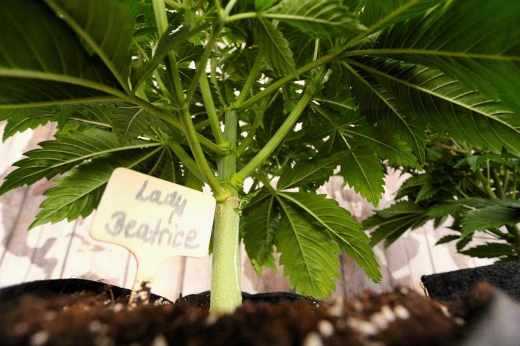 The Ladies’ First Cup. Week 7