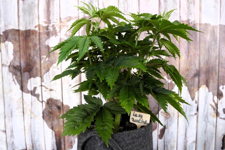 The Ladies’ First Cup. Week 7